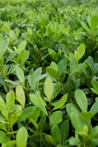 ist2_1572691_young_yerba_mate_plant